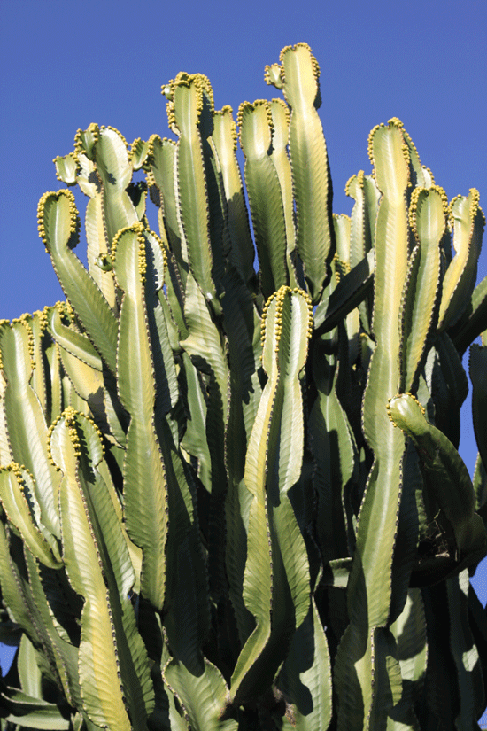 Jardin de Cactus, Montjuic 🌵