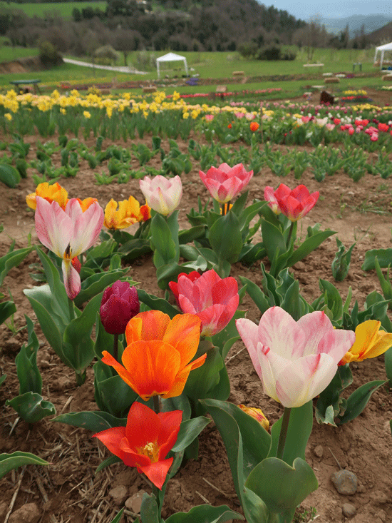 Tulipmania, les jardins de tulipes à Coforb