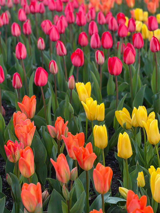 Fête de la Tulipe à Morges (Suisse) 🌷